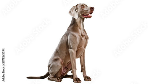 Quadro em tela Isolated elegant Weimaraner dog sitting gracefully, looking up with a curious an