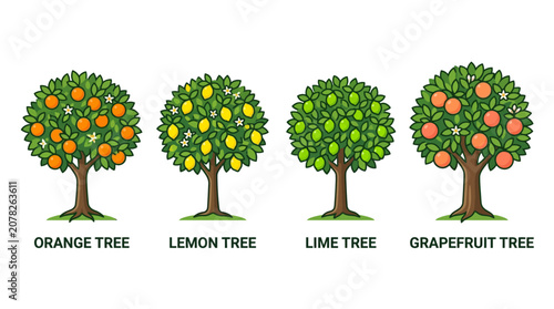 Flat illustration of four fruit trees with labeled orange, lemon, lime, and grapefruit trees on a white background.