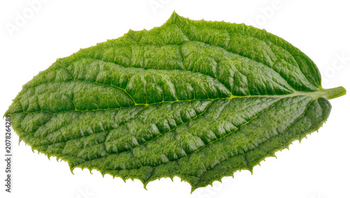 Fotografie Isolated close-up of a vibrant fresh green leaf with detailed texture, prominent