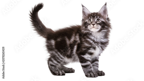 Canvastavla Isolated adorable fluffy silver tabby Maine Coon kitten standing curiously looki