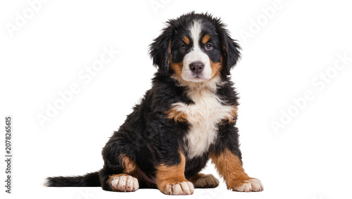 Obraz na plátně Isolated adorable Bernese Mountain Dog puppy sitting and looking at camera with lovely eyes
