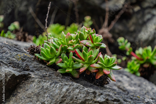 Coastal succulents growing on weathered grey rock