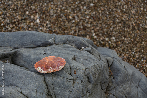 Εκτύπωση καμβά Red crab carapace on a gray coastal boulder