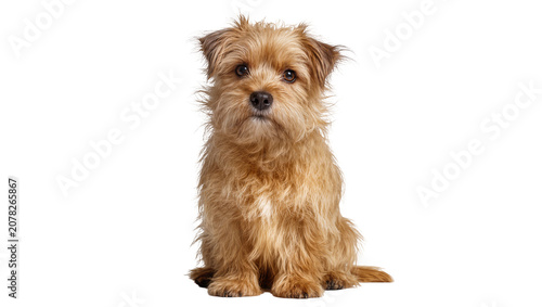 Tableau sur toile Isolated cute scruffy light brown terrier dog with fluffy fur sitting calmly looking directly at camera