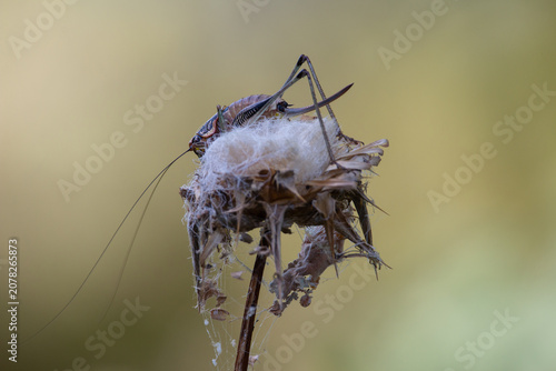 ​Macro Bush Cricket Perched on Dried Wild Plant Greece