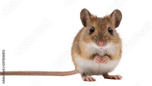Tableau sur toile Isolated cute tiny wild mouse with big ears, expressive eyes, and paws held toge