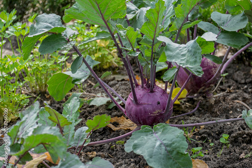 Blauer Kohlrabi (Brassica oleracea var. gongylodes) im Gemüsebeet