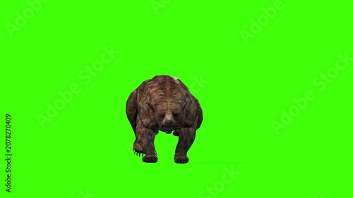 4k grizzly bear fast run front view loop animation isolated on Green Screen, 3D brown bear running rendering on the chroma key, Scientific name, Ursus arctos horribilis, easy to remove background
