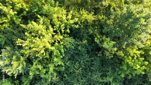 Aerial view of lush green forest canopy with diverse tree species, showcasing vibrant foliage and varying shades of green in a natural landscape during daylight hours