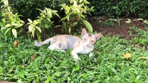 A cute calico cat with innocent look resting on the green grass in a garden.