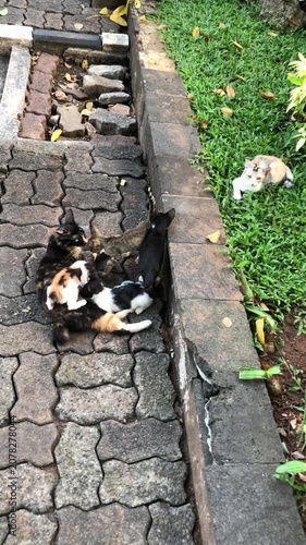 A group of stray cats and kittens playing together on a paved garden path, happy summer day.