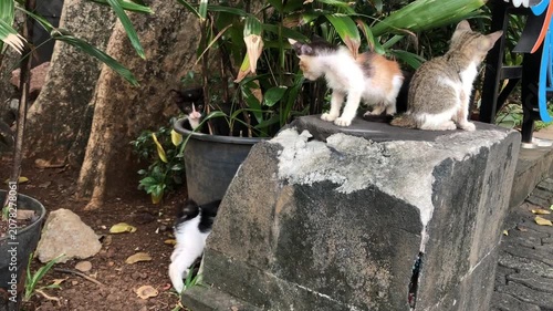 Several cute stray kittens playing in a garden near a stone wall.