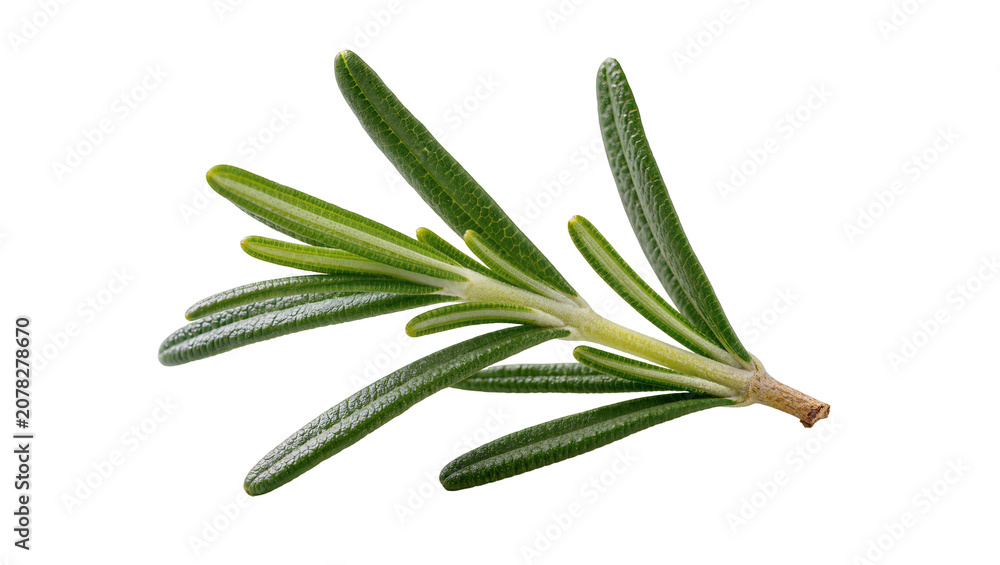 Fototapeta premium Isolated fresh rosemary sprig, fragrant green culinary herb for cooking and seasoning.