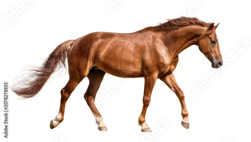 Принти на полотні Isolated majestic chestnut horse trotting with powerful and graceful motion from