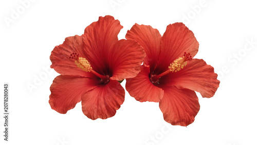 Isolated vibrant red hibiscus tropical flowers blooming together, nature's beautiful summer blossom.
