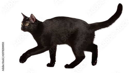 Foto Isolated elegant black cat walking gracefully, a striking feline companion with