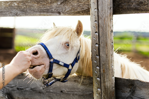 Canvastavla White blue-eyed Shetland pony eating from a hand over a wooden fence