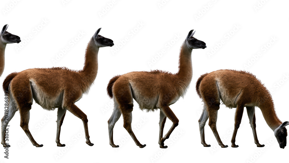 Fototapeta premium Isolated group of wild South American guanacos walking and grazing gracefully