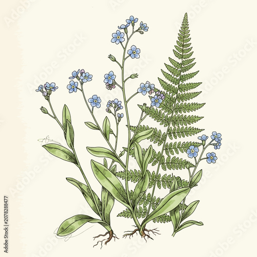 Delicate Forget-Me-Nots and Fern Botanical Illustration.