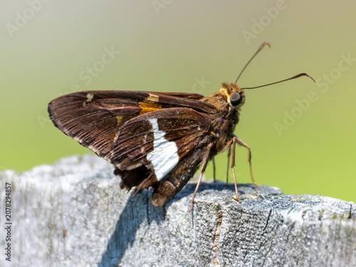 Foto Silver Spotted Skipper on Weathered Fence