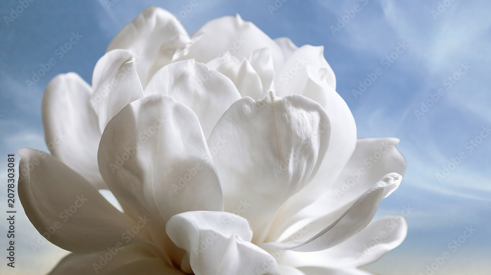 Fototapeta premium Close-Up of White Lotus Flower Against Blue Sky