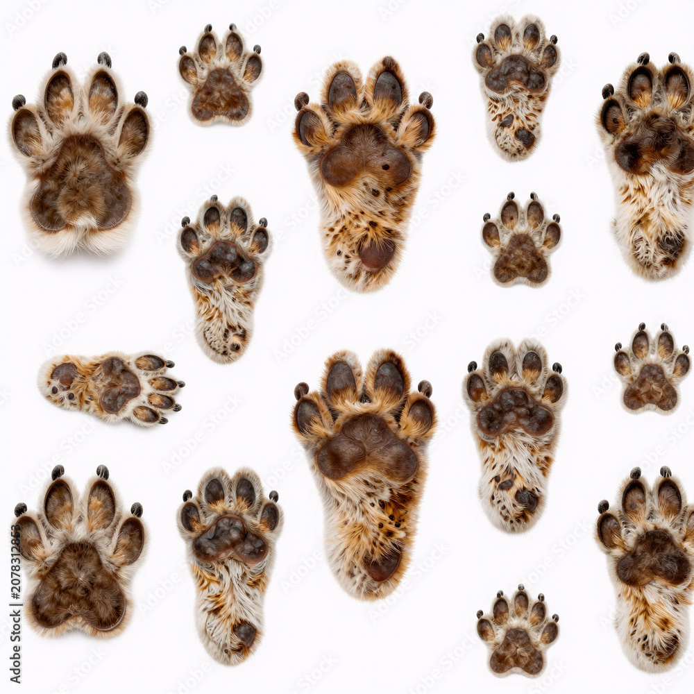 Fototapeta premium Gothic Pattern Zoo. Pattern Of Paw Footprints In Various Animal Species