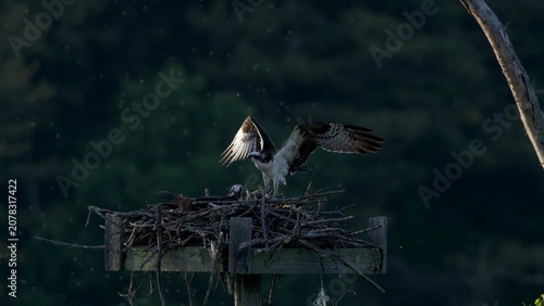 Canvastavla osprey standing by the nest with wings span