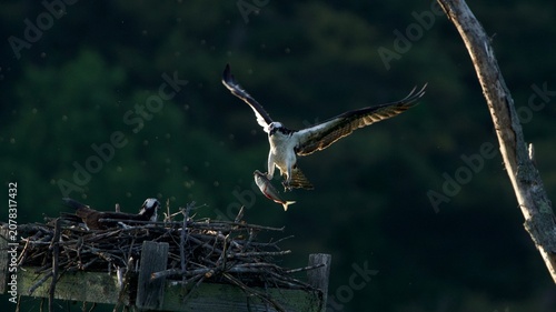 Fotografie osprey flying with fish