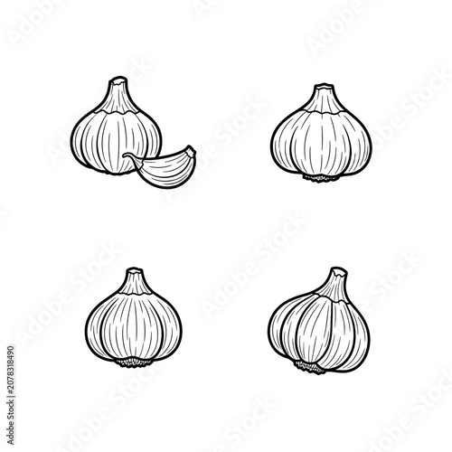 Detailed Black and White Garlic Illustrations on White Background.
