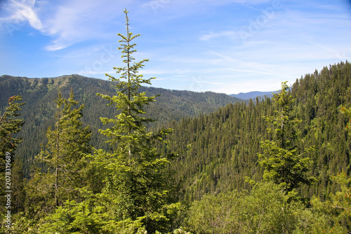 Sunny summer day view of a distant mountain beyond dense woodlands along the Route of the Hiawatha recreation trail near Taft, Idaho.
