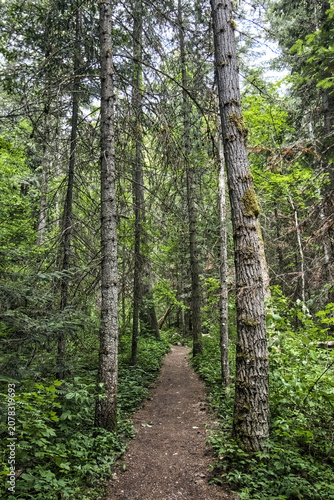 The Pulaski Tunnel Trail passing through dense mountain woodlands on a summer day near Wallace, Idaho.