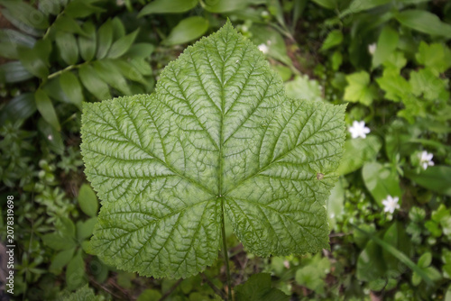 Displaying the intricate patterns of nature, a closeup of a green Thimbleberry leaf viewed on a summer day in Northwest Idaho.
