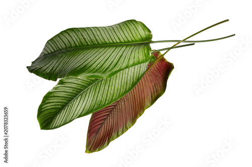 Foto Exotic Calathea Ornata (Pinstripe) Plant Leaves on White Background