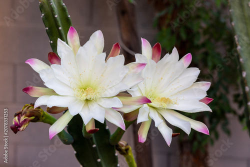 Schilderij op canvas Two beautiful blooming Cereus repandus cactus flowers with large white petals, p
