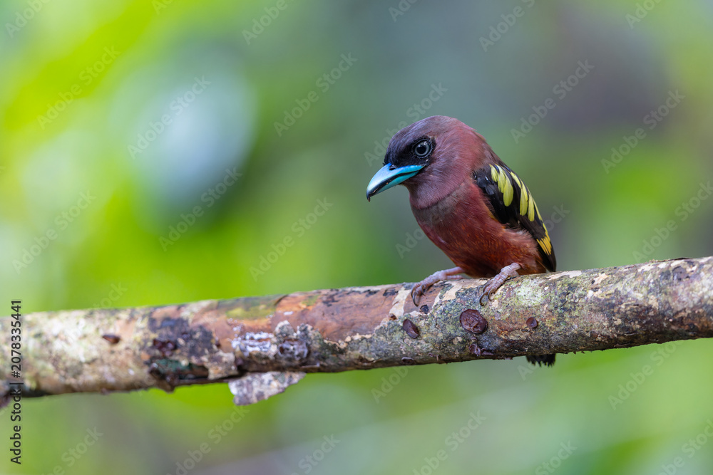 Obraz premium Nature wildlife image of Banded Broadbill bird perching on tree branch.