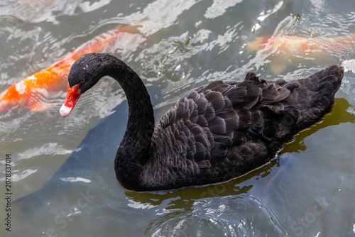 Принти на полотні Black swan swimming in pond with koi fish