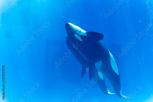Orca whale swimming in clear blue water