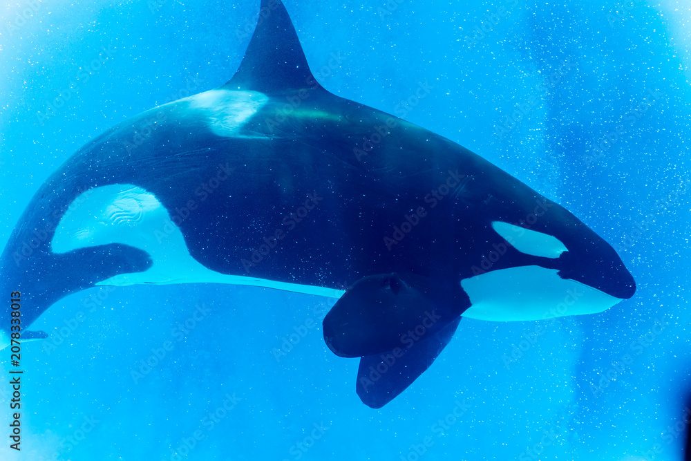 Obraz premium Orca whale swimming in clear blue water