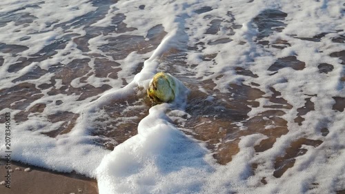 Unusual cabbage meets rolling surf creating an absurd coastal scene today