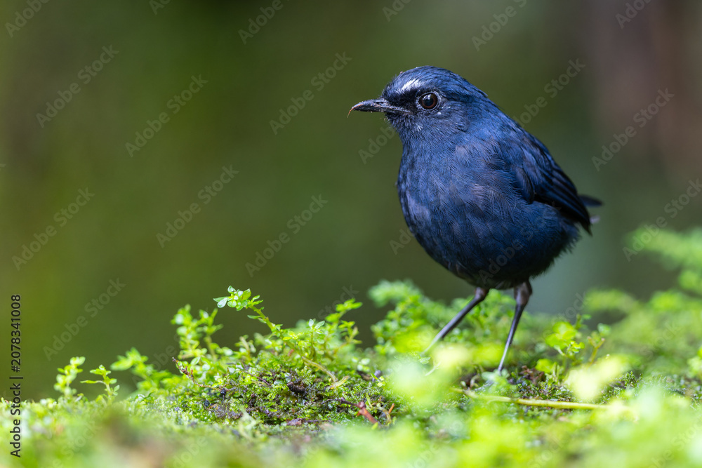 Fototapeta premium Nature wildlife Bornean Shortwing (Brachypteryx erythrogyna) bird taken at Sabah, Borneo
