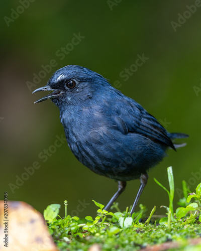 Foto Nature wildlife Bornean Shortwing (Brachypteryx erythrogyna) bird taken at Sabah