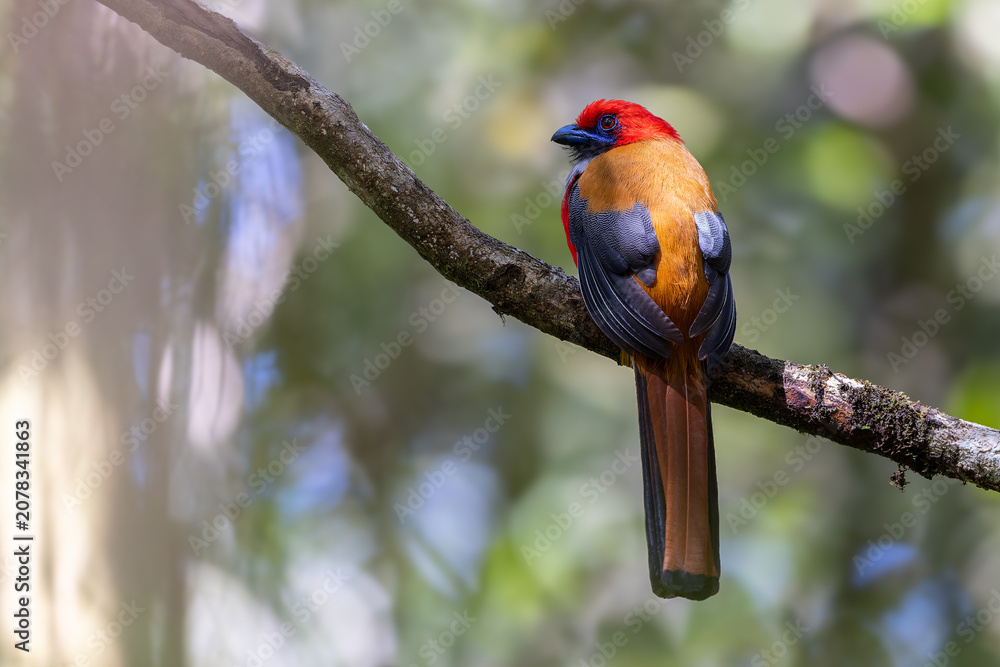 Fototapeta premium Nature wildlife of Whitehead's Trogon bird endemic of Borneo perching on a branch in a green forest