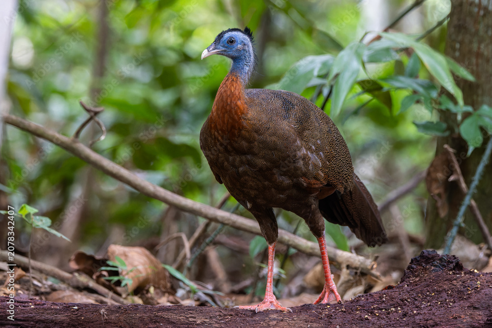 Fototapeta premium Nature wildlife image of The Great Argus in the deep jungle in Sabah, Borneo