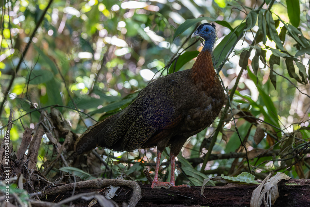 Fototapeta premium Nature wildlife image of The Great Argus in the deep jungle in Sabah, Borneo