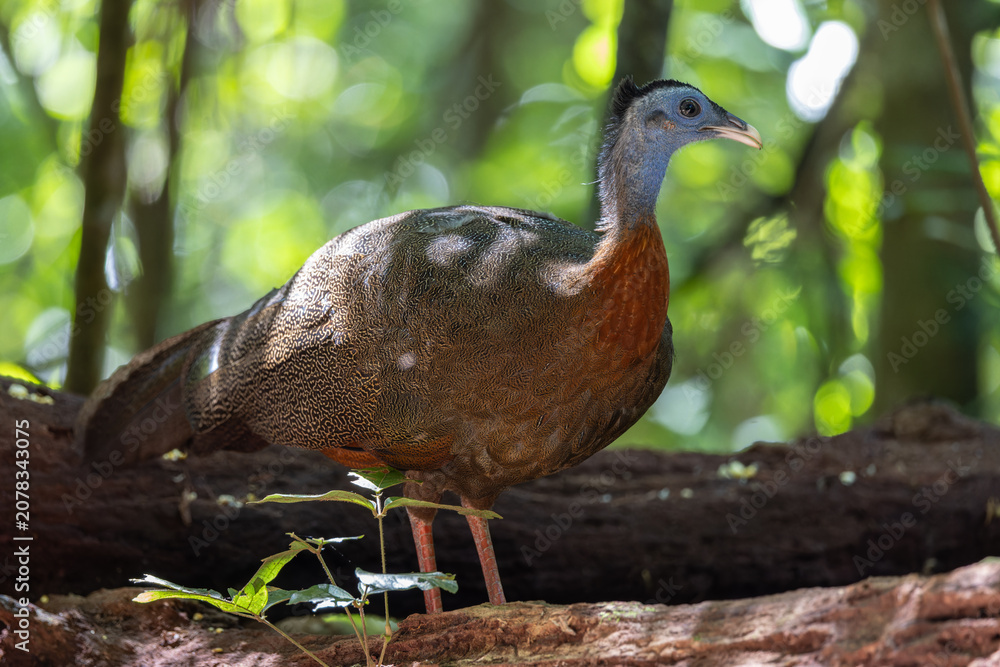 Fototapeta premium Nature wildlife image of The Great Argus in the deep jungle in Sabah, Borneo