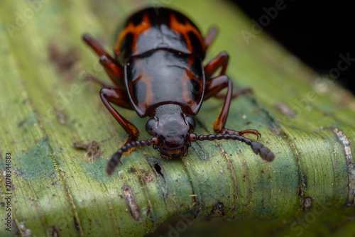 High-resolution macro photograph of a striking patterned Fungus Beetle, Micrencaustes lunulata, Erotylidae perched on a weathered green leaf