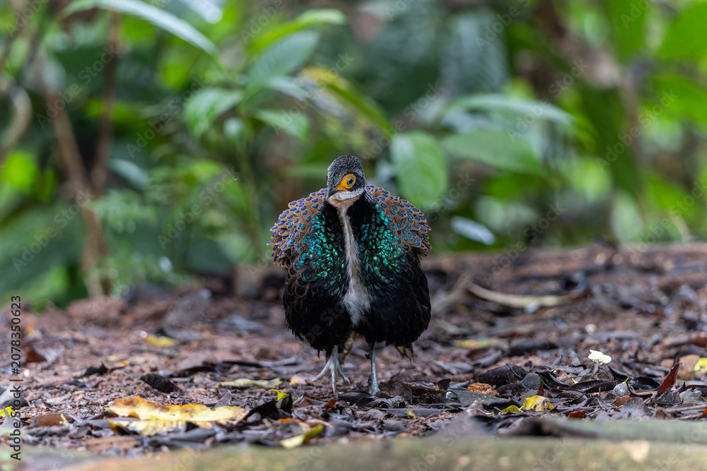 Obraz premium Bornean Peacock-pheasant (Polyplectron schleiermacheri) perched on a rainforest branch, showing its distinctive ocellated plumage.