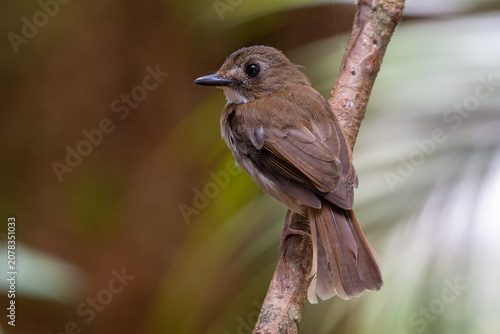 Fotografie Adult flycatcher and its fledgling chick perched on a forest branch, showcasing bird family behavior in the wild