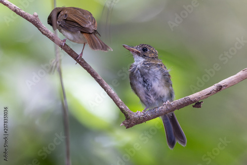 фотографія Adult flycatcher and its fledgling chick perched on a forest branch, showcasing bird family behavior in the wild