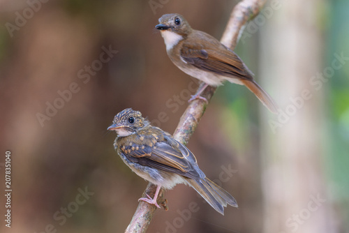 Konstfotografi Adult flycatcher and its fledgling chick perched on a forest branch, showcasing bird family behavior in the wild